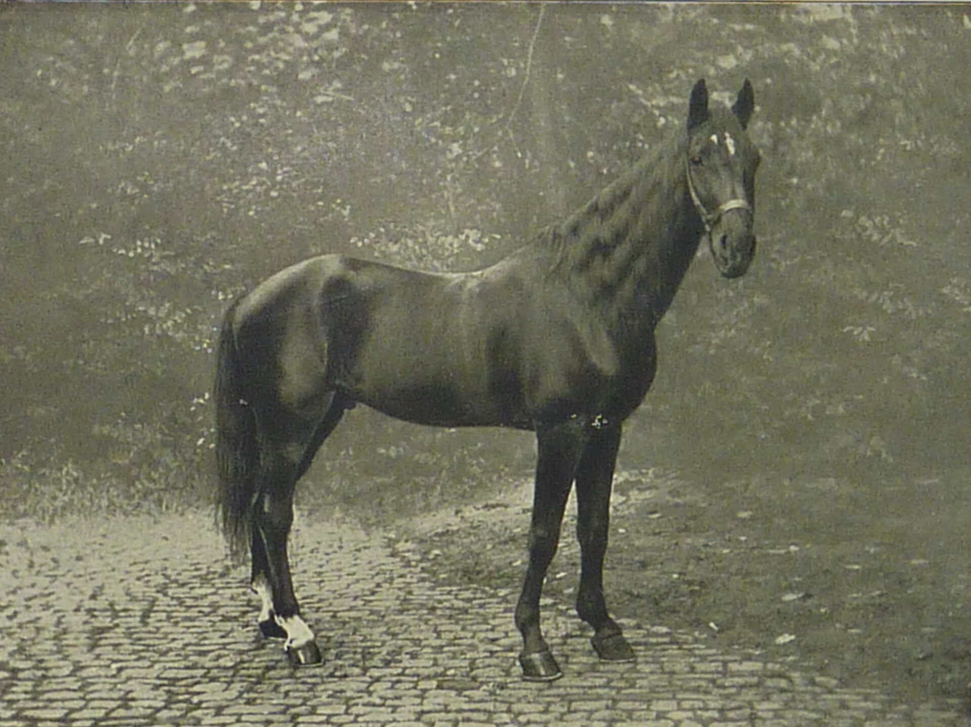Il cavallo Clever Hans con il suo addestratore, 1910